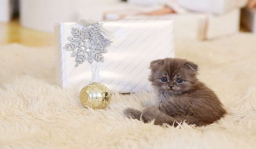 Cat beside gift box